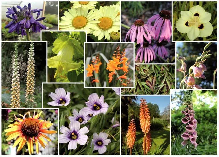 plantes vivaces à la vente