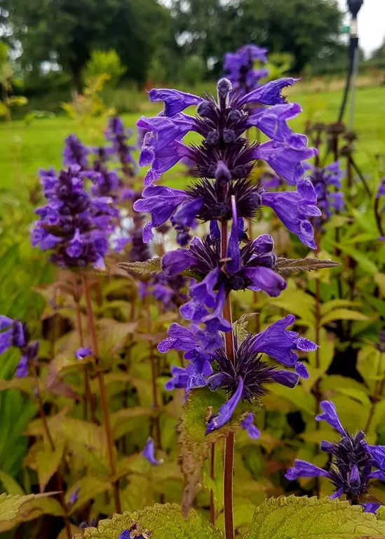Nepeta neptune