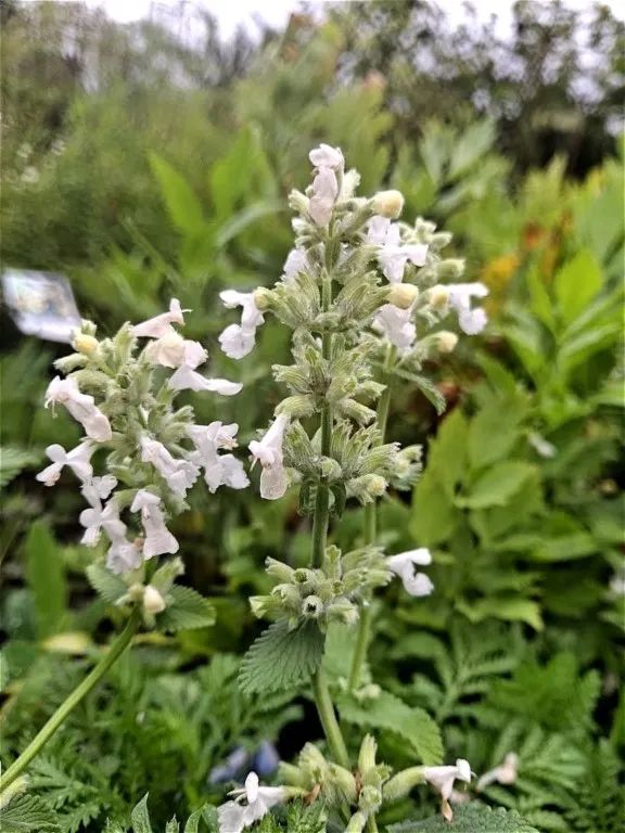 Nepeta racemosa 'Alba'