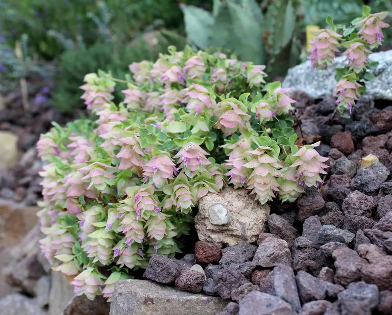 Origanum 'Kent Beauty'