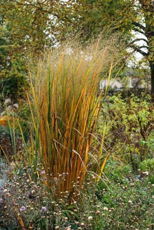 panicum