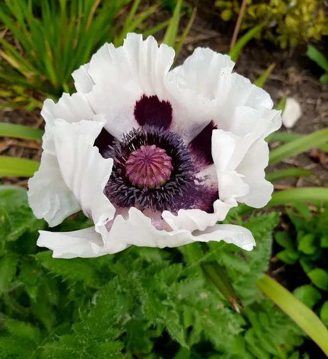 Papaver orientale 'Royal Wedding'
