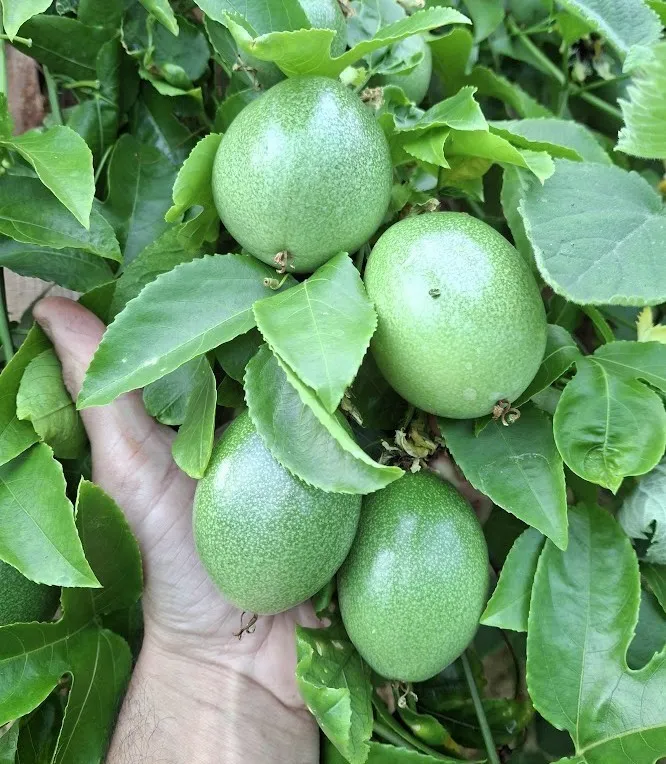 Passiflora edulis