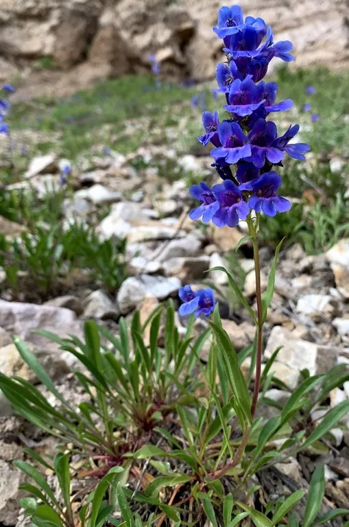Penstemon