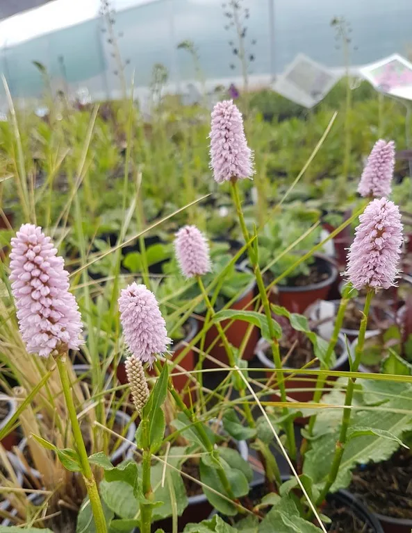 Persicaria bistorta superba