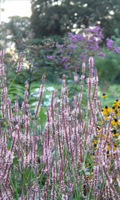 Persicaria amplexicaulis 'Rosea'