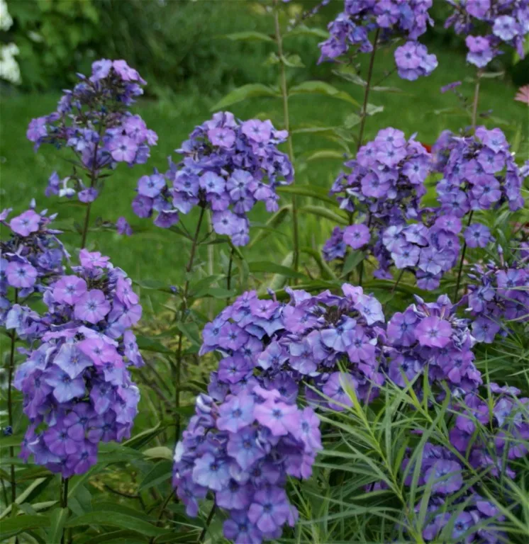 Phlox 