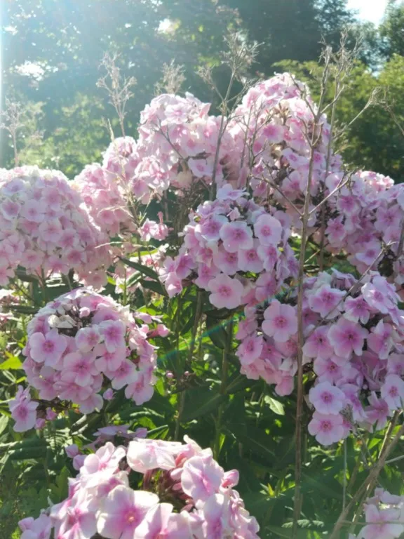 Phlox paniculata 'Bright Eyes'