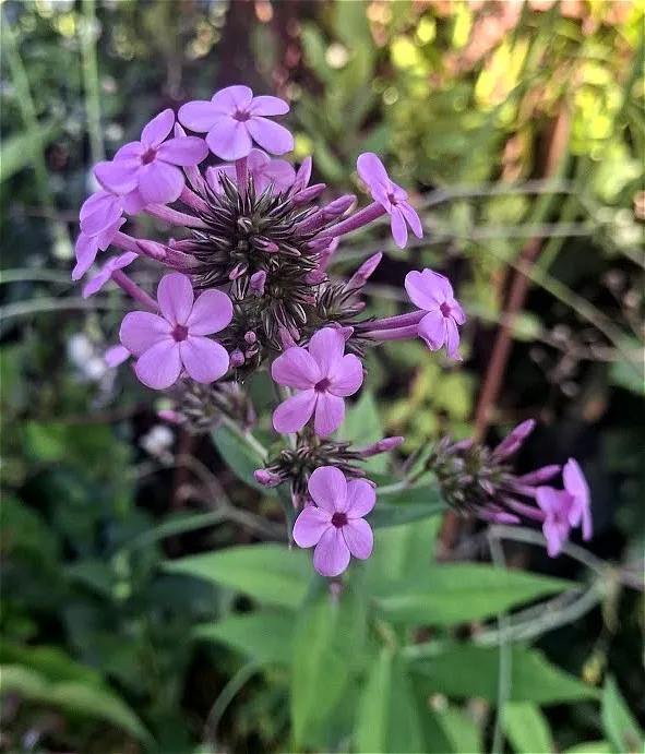 Phlox paniculata 'Jeana'