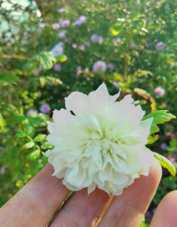 Rubus rosifolius var coronarius