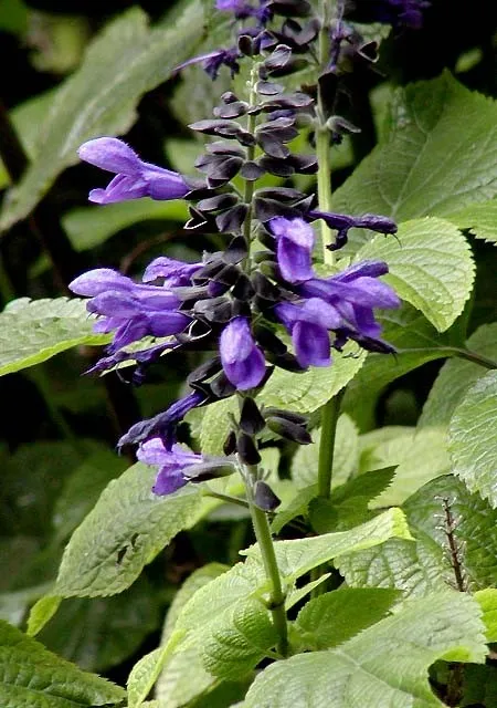 salvia guaranitica