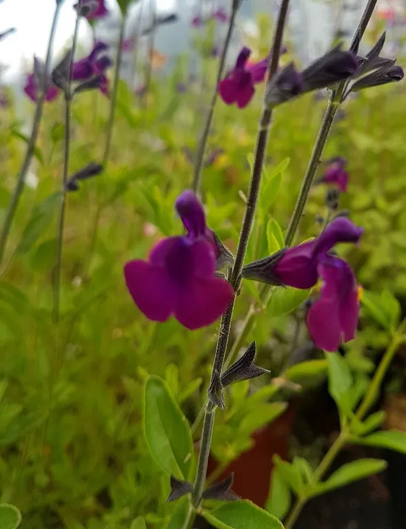 salvia 'Nachtvlinder'