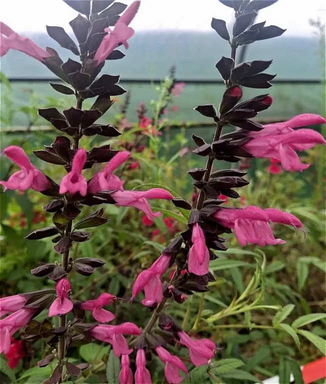 Salvia 'Pink Amistad'