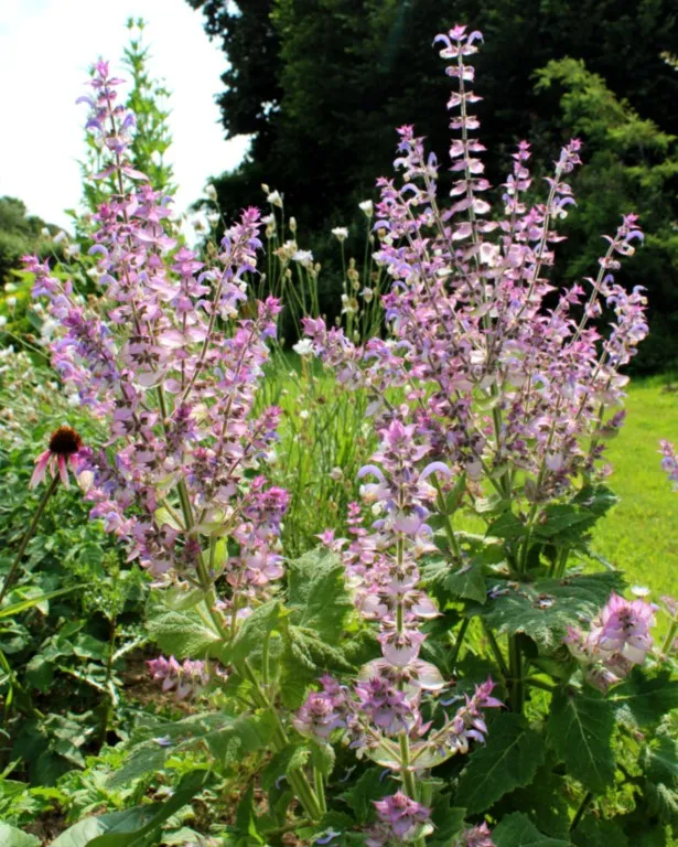 Salvia sclarea var. turkestanica
