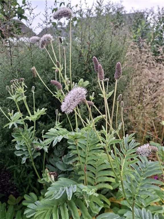 Sanguisorba armena