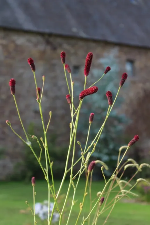 Sanguisorba 'Cangshan Cranberry'