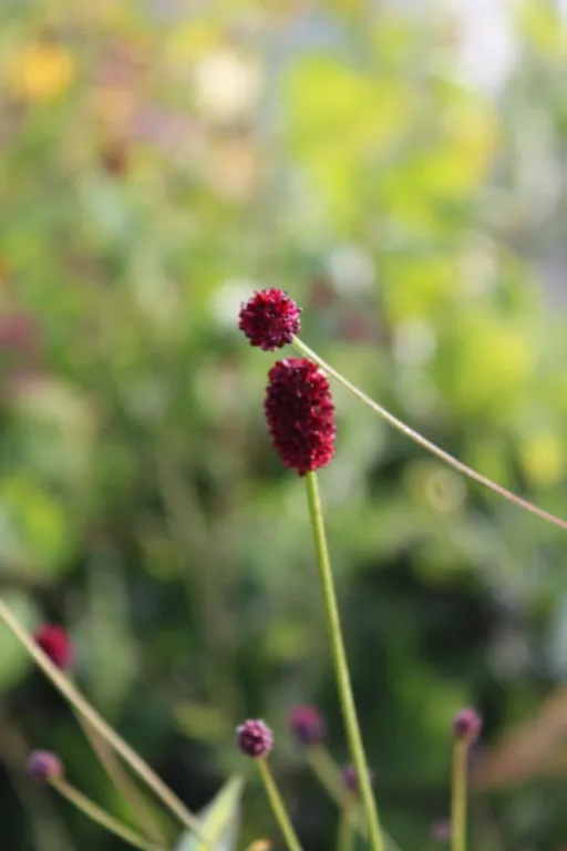 Sanguisorba officinalis 'CCC'