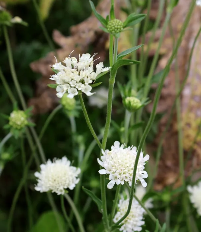 Scabiosa drakensbergensis