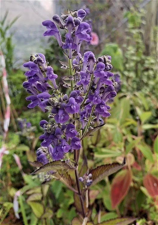 Scutellaria incana