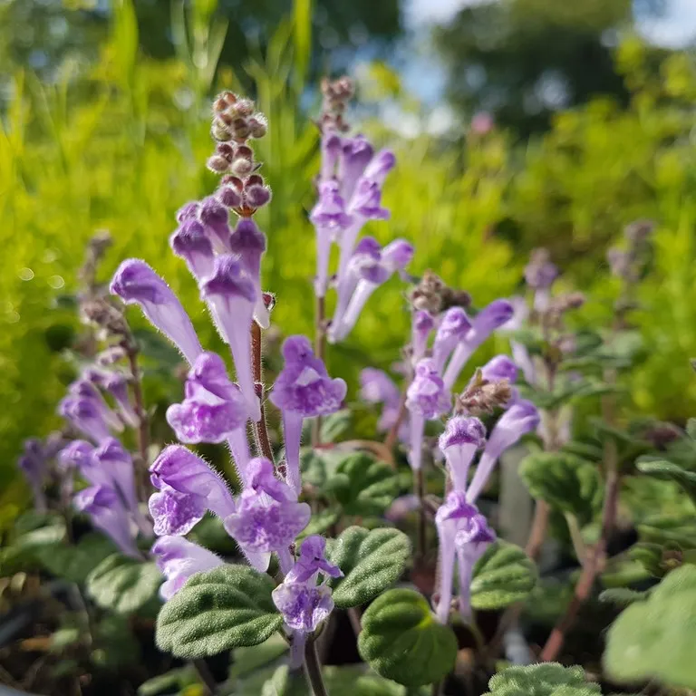 scutellaria indica