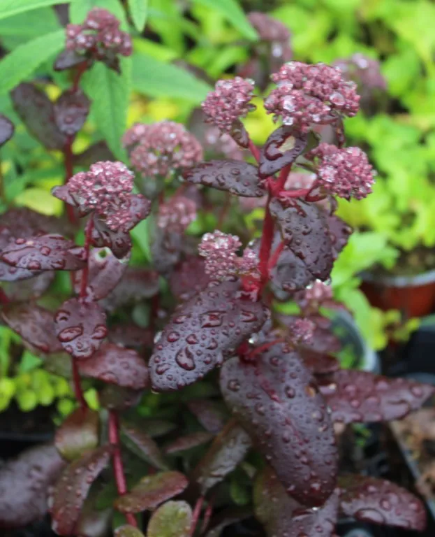 Sedum 'Belgian Chocolate'