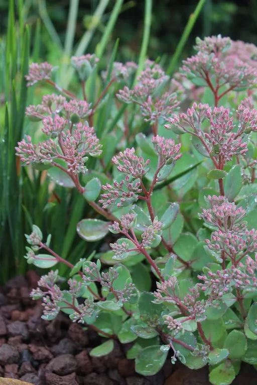 Sedum Vera Jameson