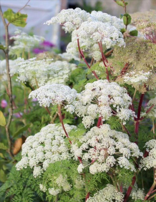 SELINUM WALLICHIANUM