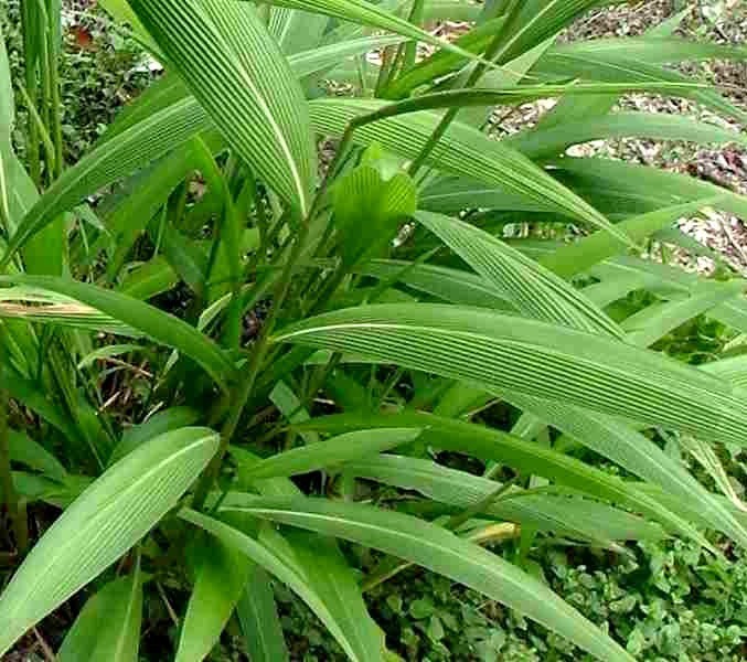 Setaria palmifolia 