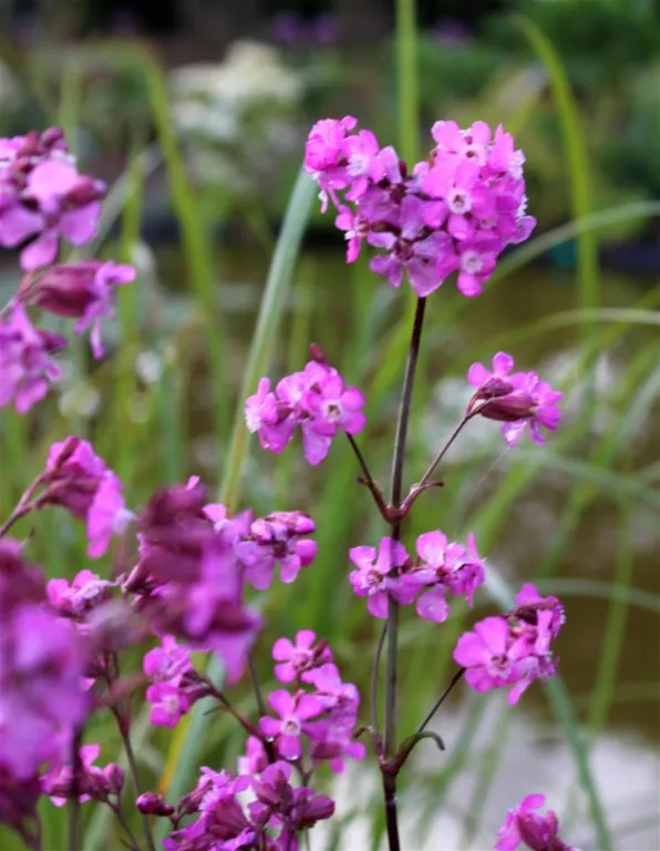 Silene yunnanensis