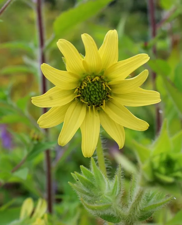 Silphium mohrii