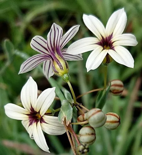 sisyrinchium depauperatum