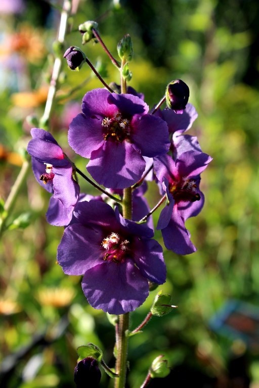 verbascum violetta