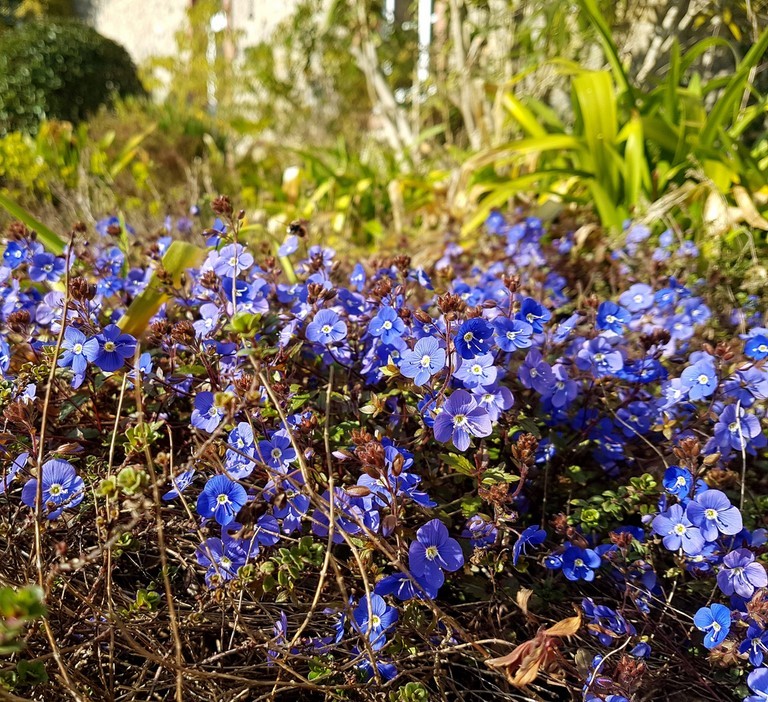 Veronica peduncularis 'Georgia Blue'