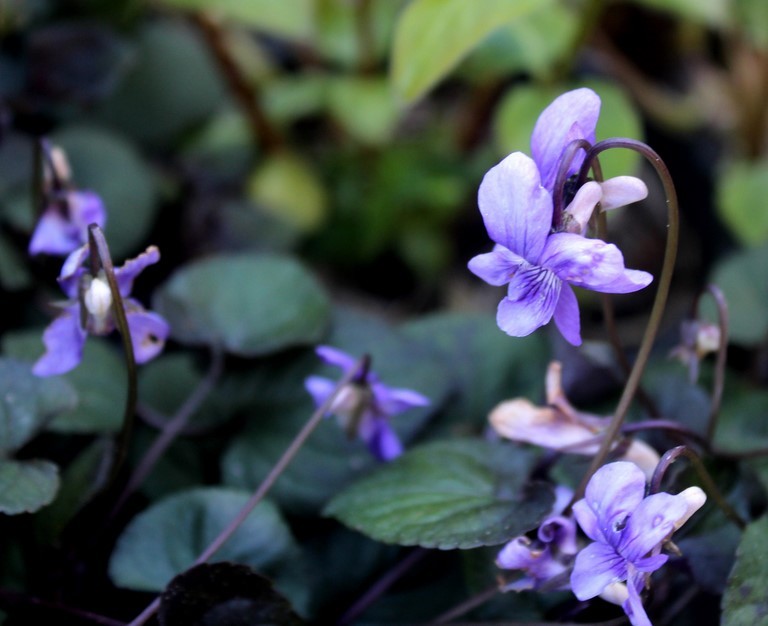 viola riviniana purpurea group