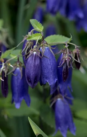 campanula 'Sarastro'