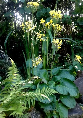 primula florindae