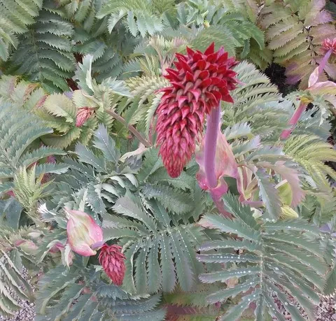 melianthus major