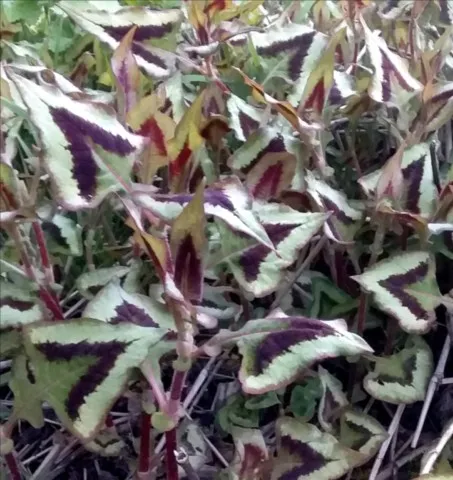 persicaria purple fantasy