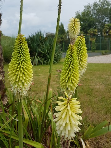 Kniphofia 'ice queen'