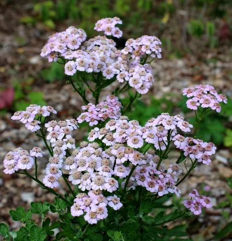Achillea Love Parade
