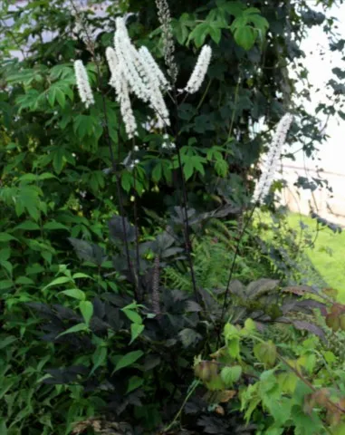 Actaea Brunette