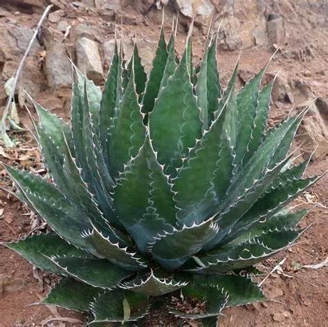 Agave