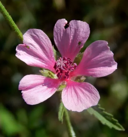 Althaea