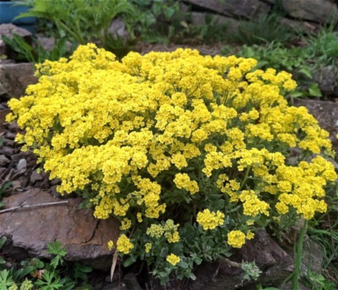 Alyssum saxatile 'Gold Kobold