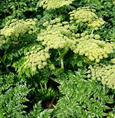 Angelica sp