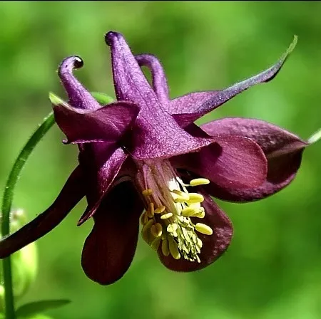 aquilegia