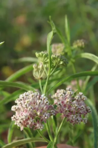 Asclepias fascicularis