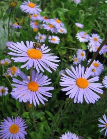 Aster