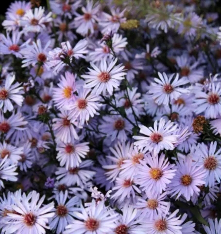 Aster vasterival