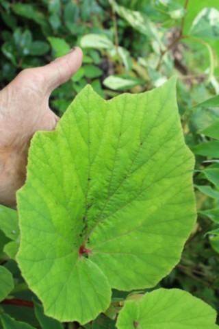 Begonia torsa